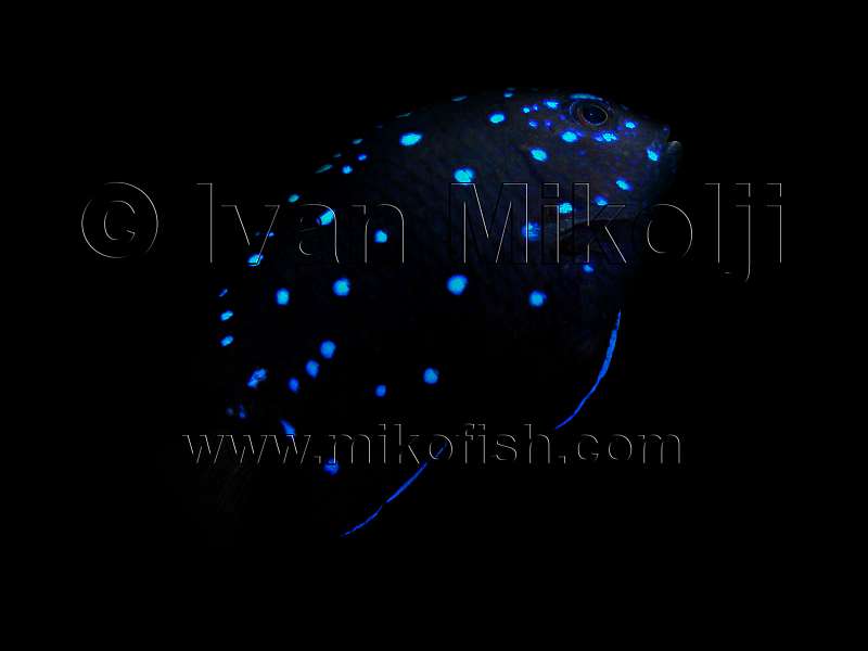 SALTWATER FISH